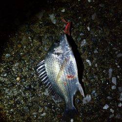 チヌ、シーバス