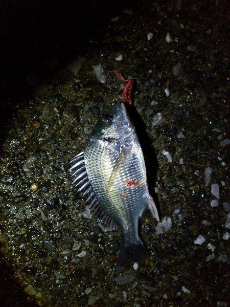 チヌ、シーバス