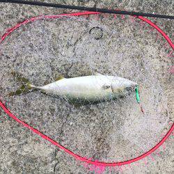 ラッキーハマチ