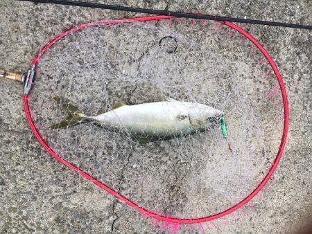 ラッキーハマチ