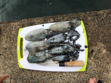 台風前にエギング