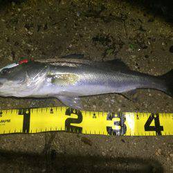 朝明川 シーバス