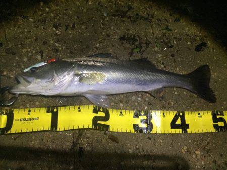 朝明川 シーバス