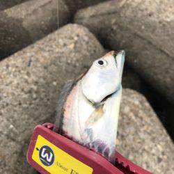 とうとう爆りました!