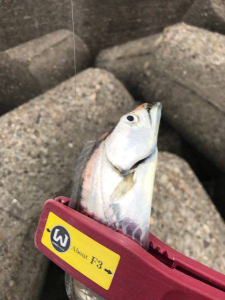 とうとう爆りました!