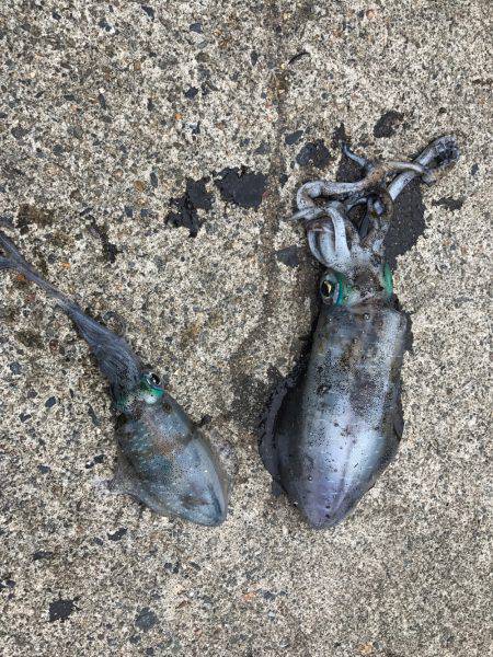 台風直前京丹後ランガンエギング