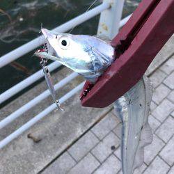 ショアジギアフタータイフーン