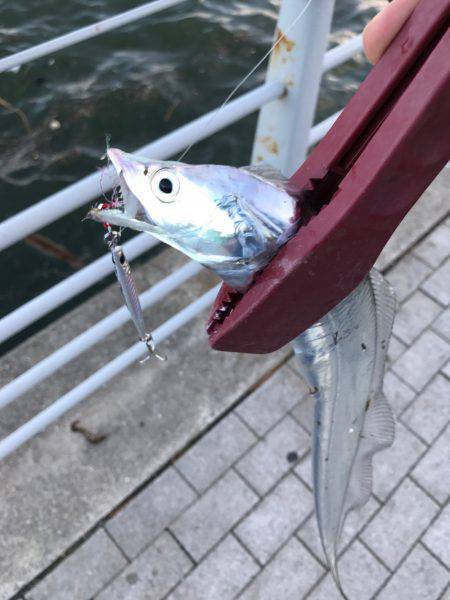 ショアジギアフタータイフーン