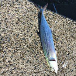 台風後青物調査