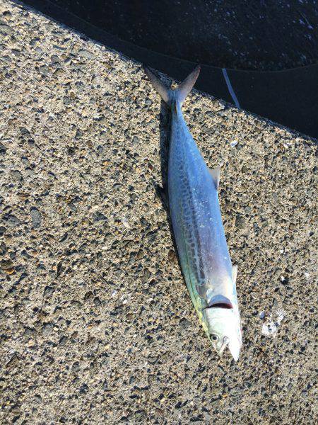 台風後青物調査