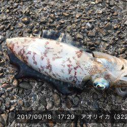 台風後のアオリイカ