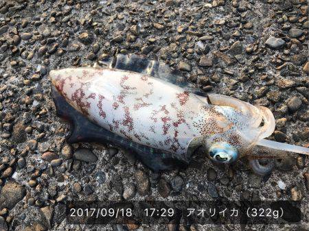 台風後のアオリイカ