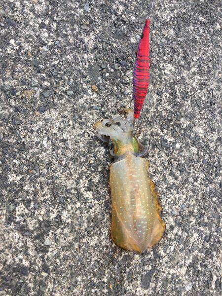 台風後エギング