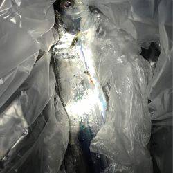 タチウオなかなか