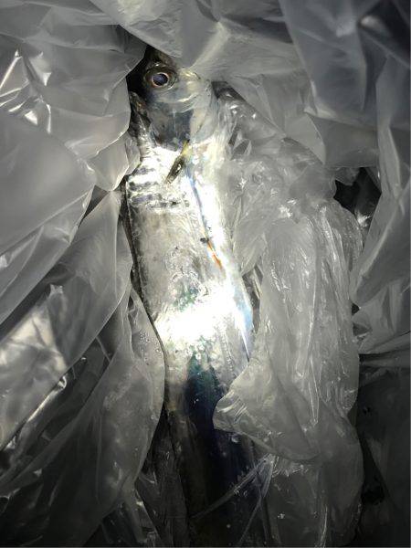 タチウオなかなか