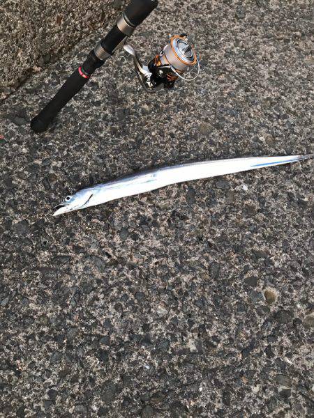 サビキ釣りとワインドでのタチウオ狙い