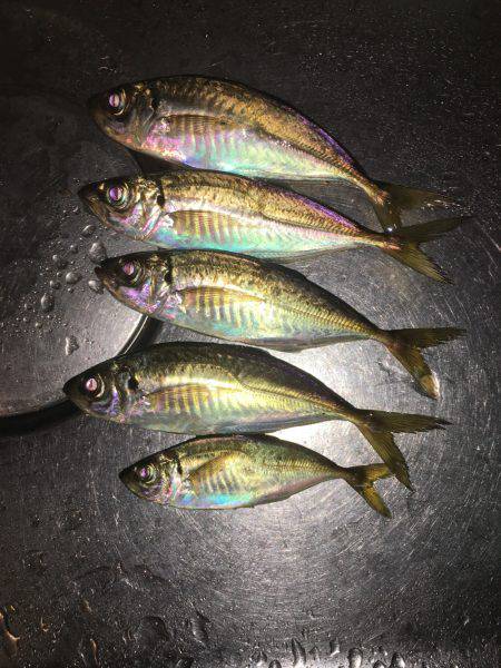 仲間とアジング