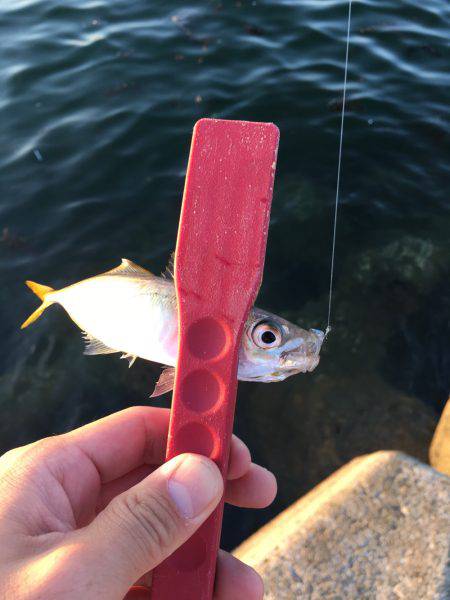 アジング、ワインド