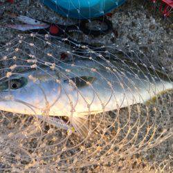 サゴシからのハマチ