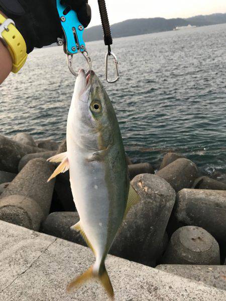 イカはいなかったよう。