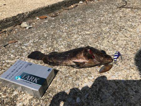 またまたガシラ