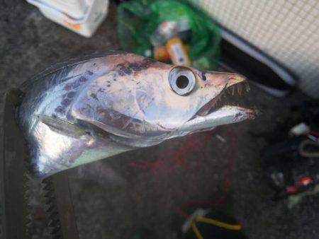 台風通過後タチウオ