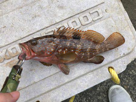 30cm超えアコウ！