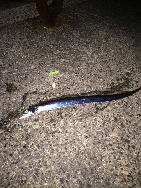 今日は時合いが早かった