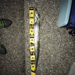 渋い中の良型太刀魚