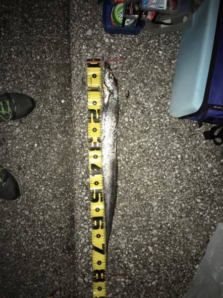 渋い中の良型太刀魚