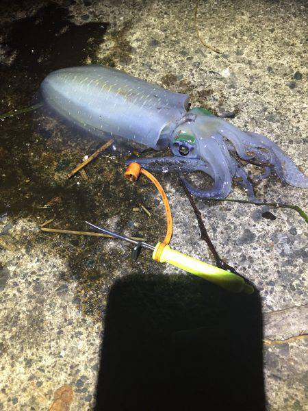台風後の連日釣行