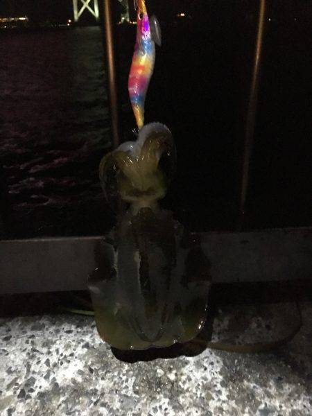 アオリをジックリ狙って