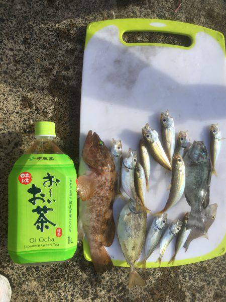 台風直後のエギング