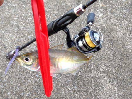 アジは裏切らない