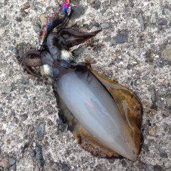 垂水漁港でエギング！！