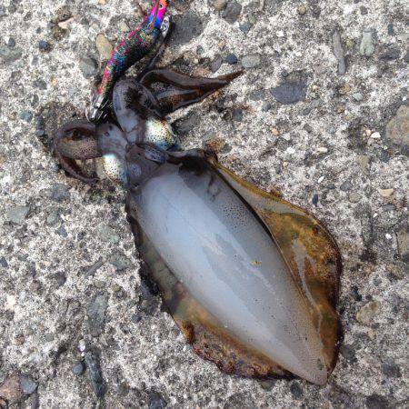 垂水漁港でエギング！！