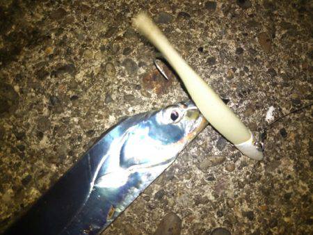 タチウオ&エギング