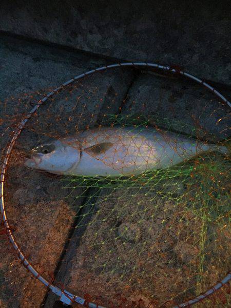 これからかな？