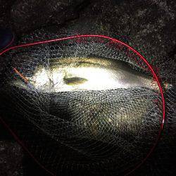 秋の釣りシーズン