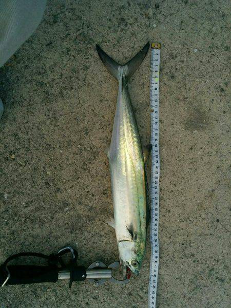 今宵の刀狩りは。。。