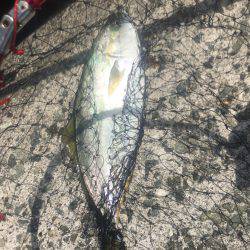 ナブラ打ちでツバス