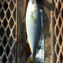 恒例のハマチからの〜アオリイカ❗️