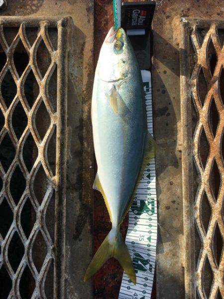 恒例のハマチからの〜アオリイカ❗️