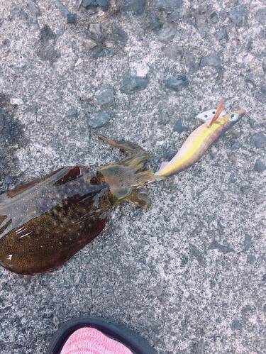 朝まずめエギング