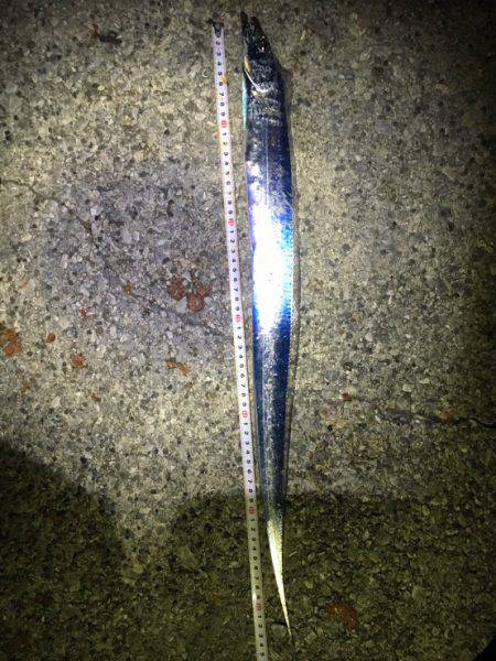 タチウオ青物調査