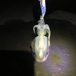 久しぶりのエギングへ