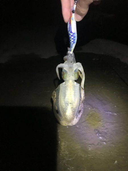 久しぶりのエギングへ