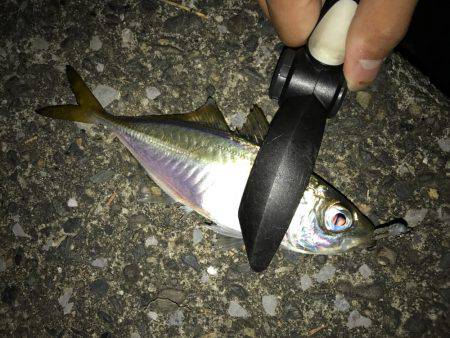 プロトアジング