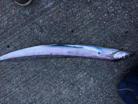 やっと釣れた(^^)