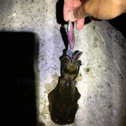 今期初秋イカナイトエギング♪